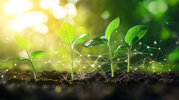 Plant Growth Regulators (PGRs)