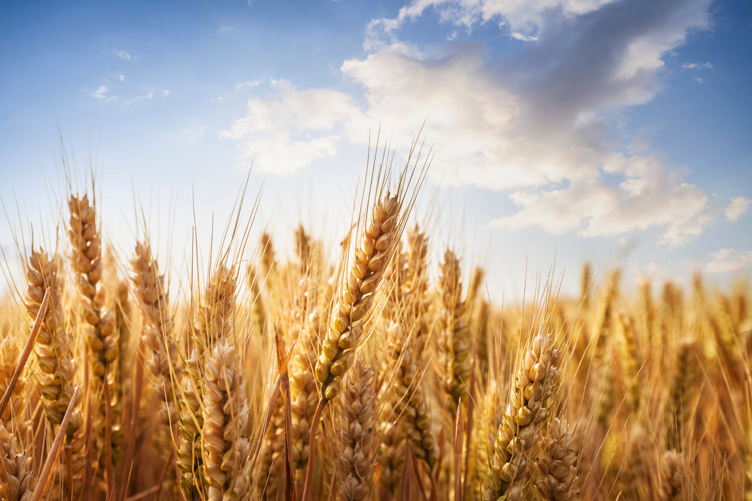 Wheat
